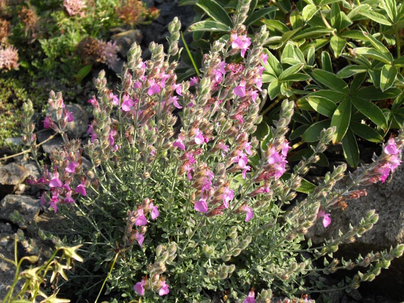 Clinopodium corsicum en fleurs sur des falaises littorales en Corse